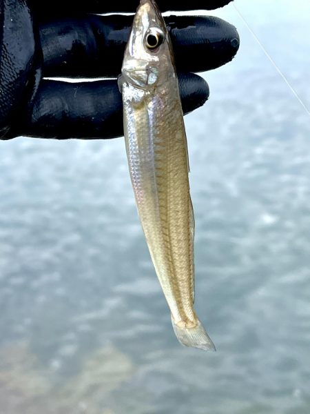 今週も落ちギス狙って早朝ちょい投げ！